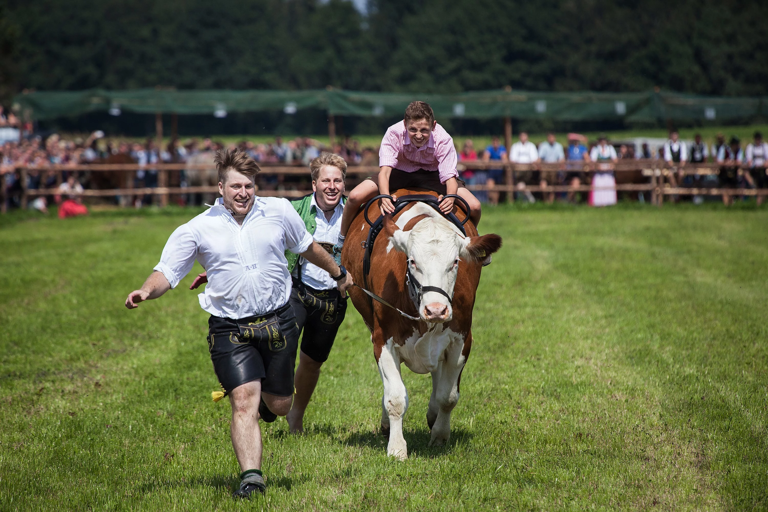 Junger Mann auf Ochsen